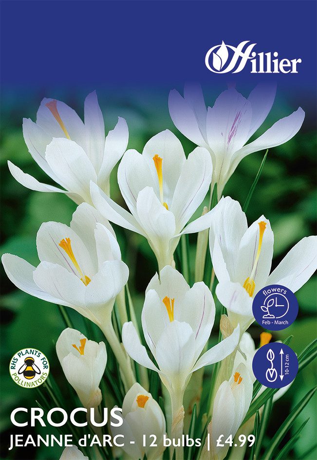 8718641999608 1 Crocus Jeanne DArc Bulbs.jpg